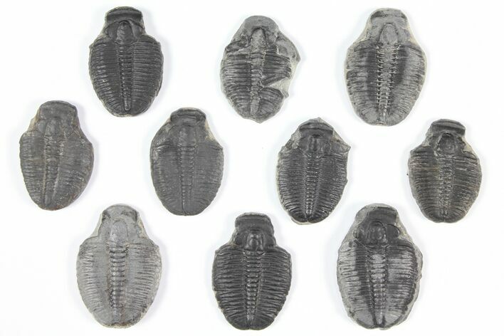 Lot: Elrathia Trilobite Molt Fossils - Pieces #92105